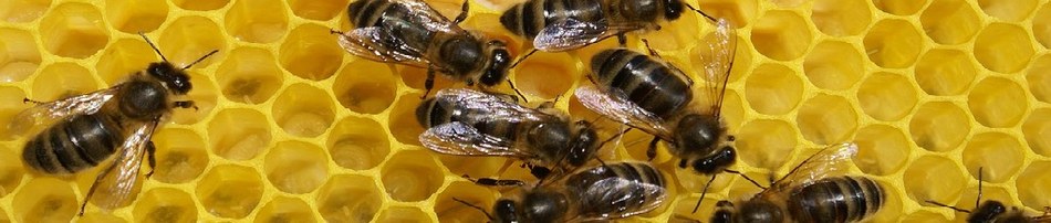 plusieurs abeilles